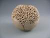 coralsideview_small.jpg